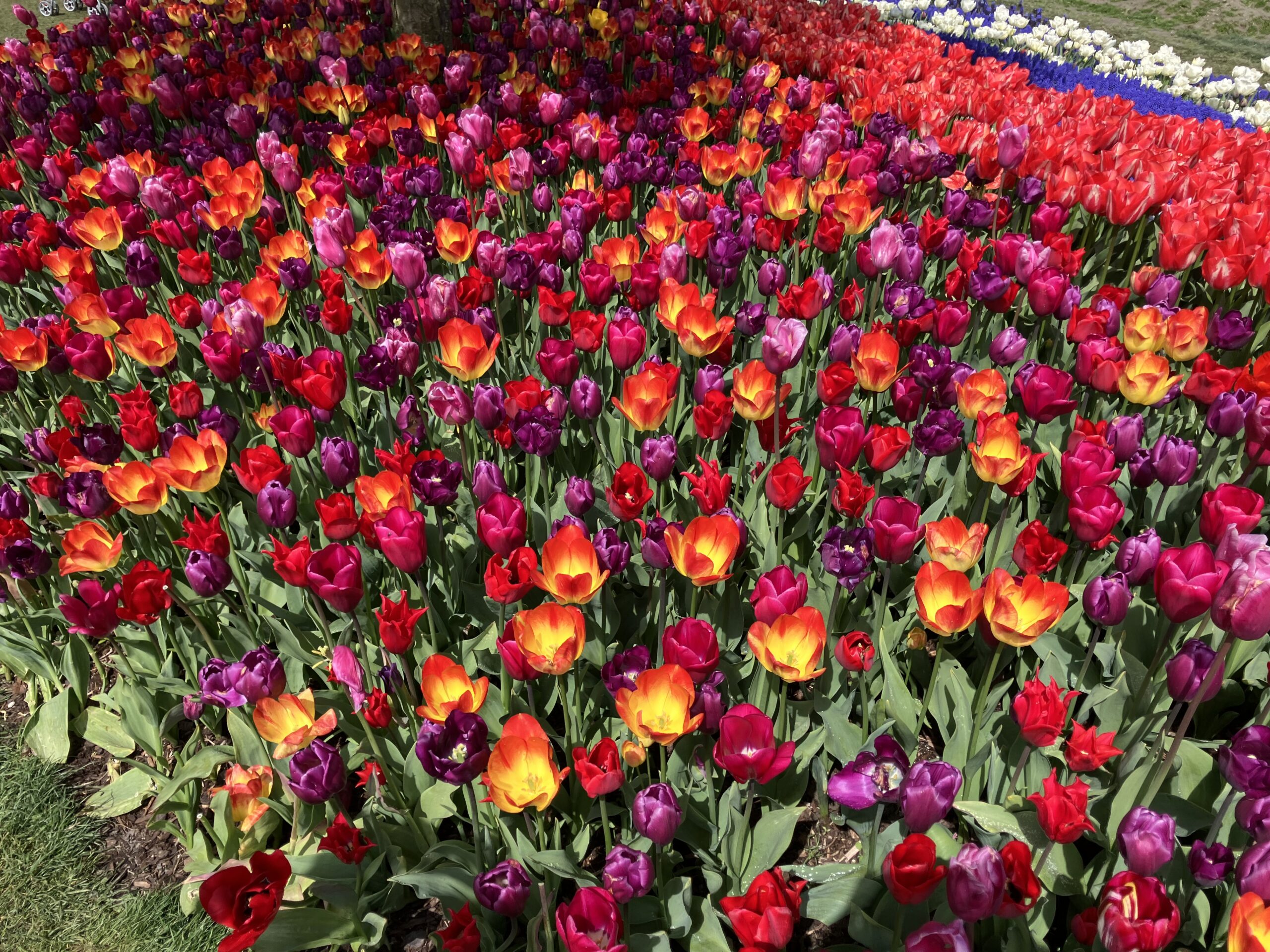 Skagit Valley Tulip Festival